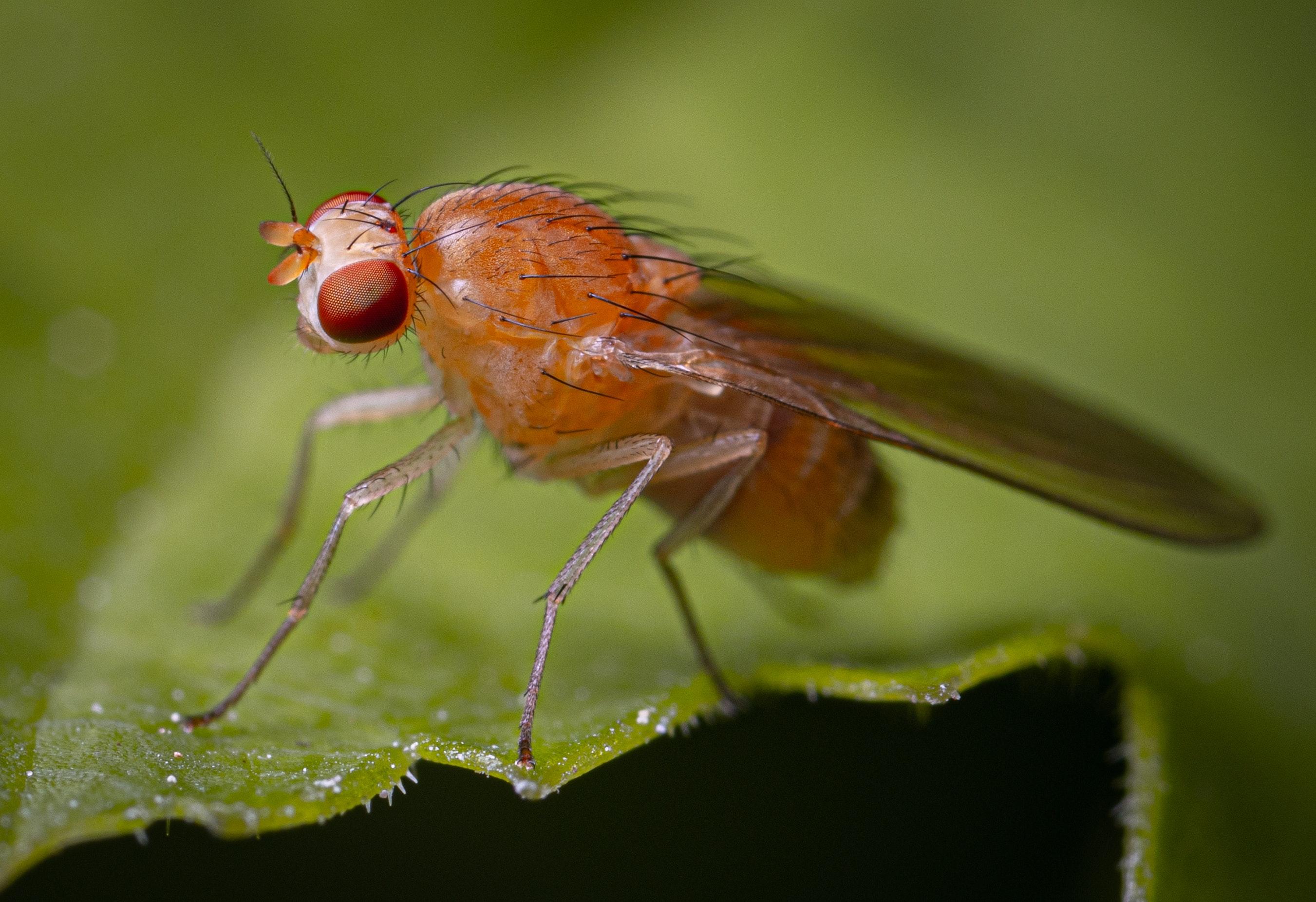  What Temperature Do Fruit Flies Die 