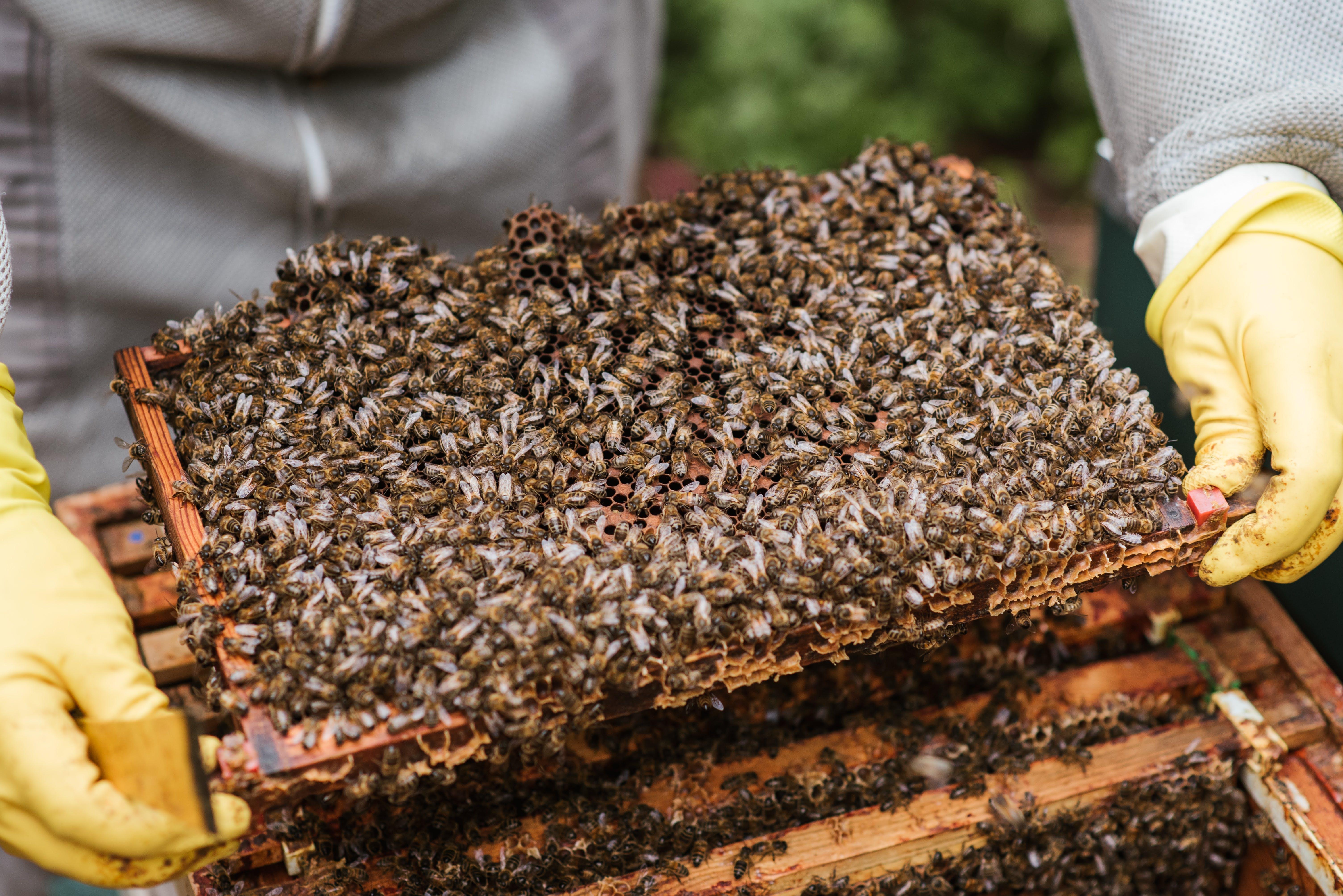 What time of day is best to kill bees? 