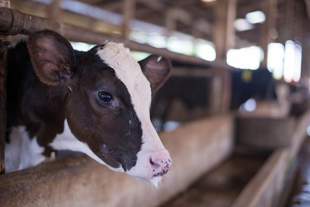  What To Do If Calf Gets Milk In Lungs 