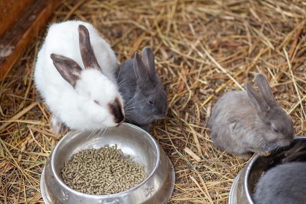  What To Feed A Nursing Mother Rabbit 