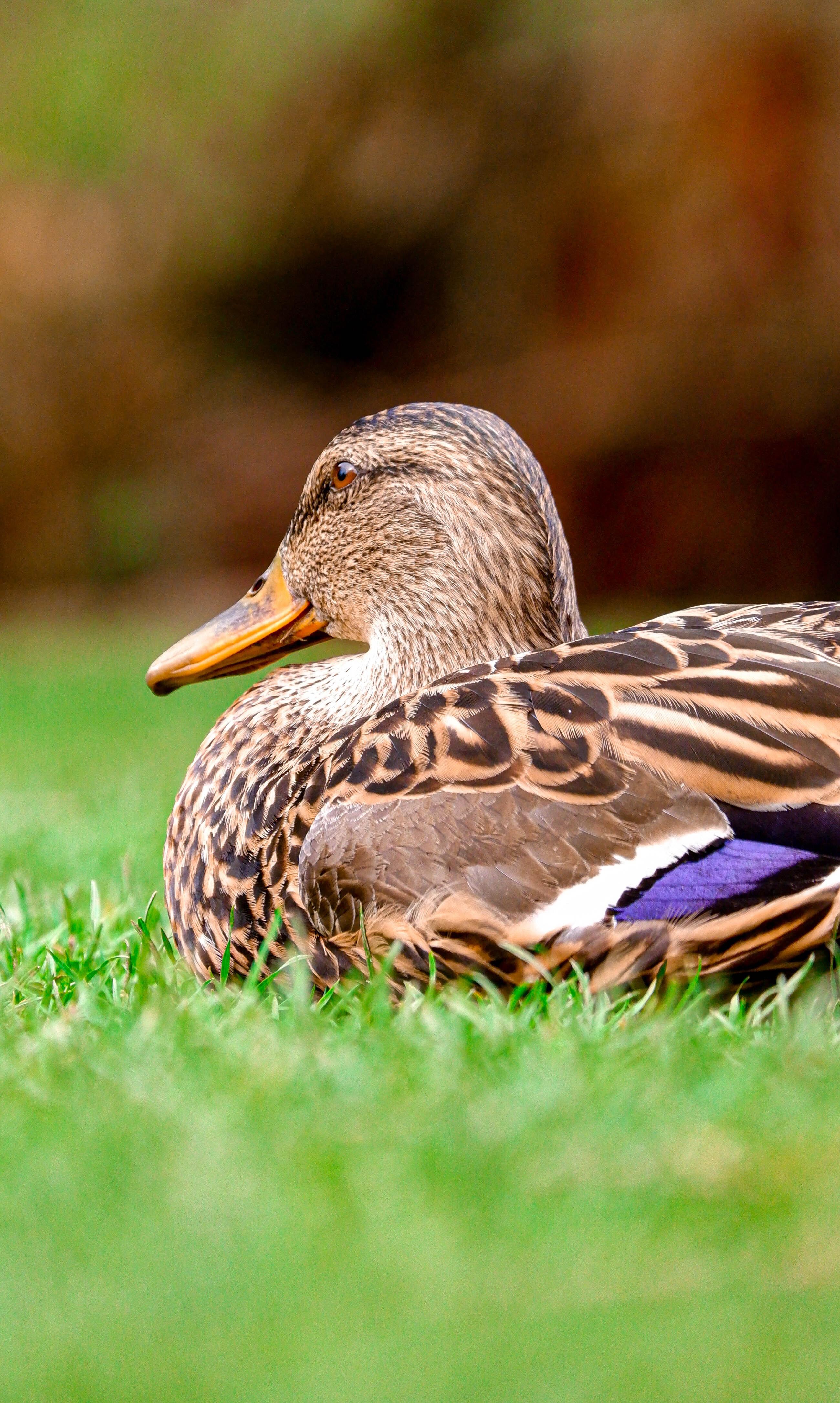  When Are Ducks Fully Feathered 