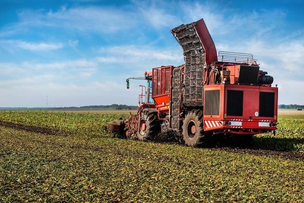 When Are Sugar Beets Harvested 