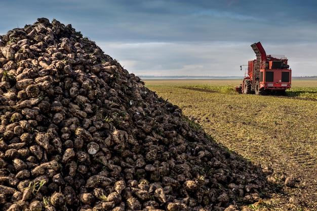 When Are Sugar Beets Harvested 