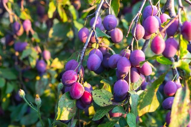  What Month Do Plum Trees Produce Fruit 