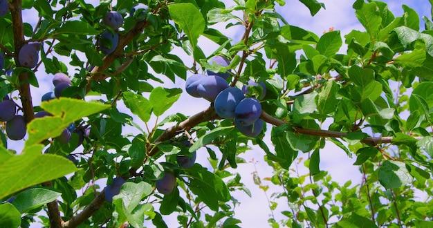  What Month Do Plum Trees Produce Fruit 