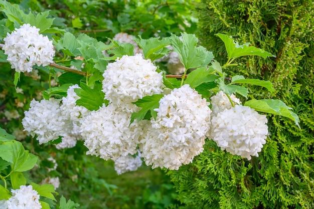  When Does Snowball Viburnum Bloom 