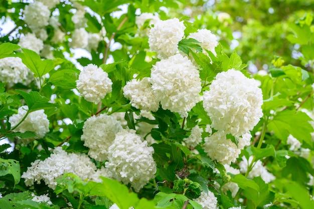  When Does Snowball Viburnum Bloom 