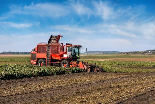 When To Harvest Sugar Beets 