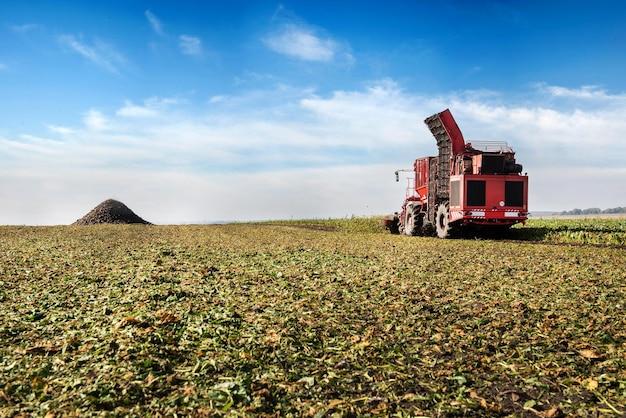 When To Harvest Sugar Beets 