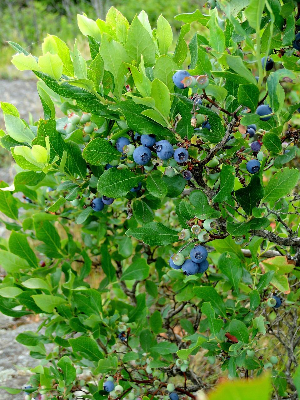  When To Plant Blueberry Bushes In Michigan 