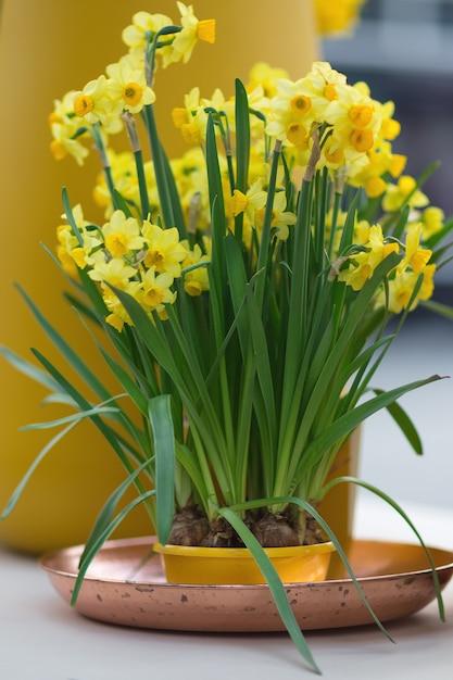  When To Plant Daffodil Bulbs In Ohio 