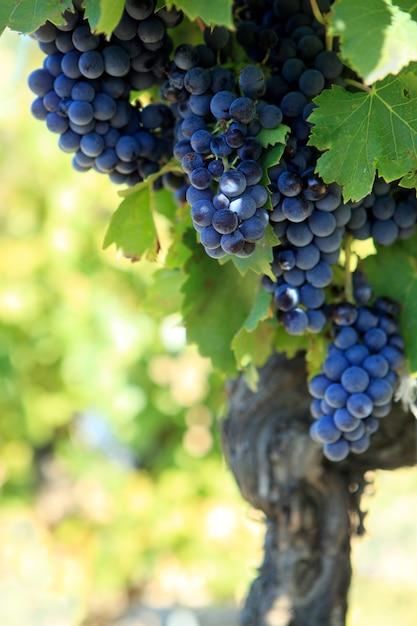  When To Plant Grapes Zone 5 