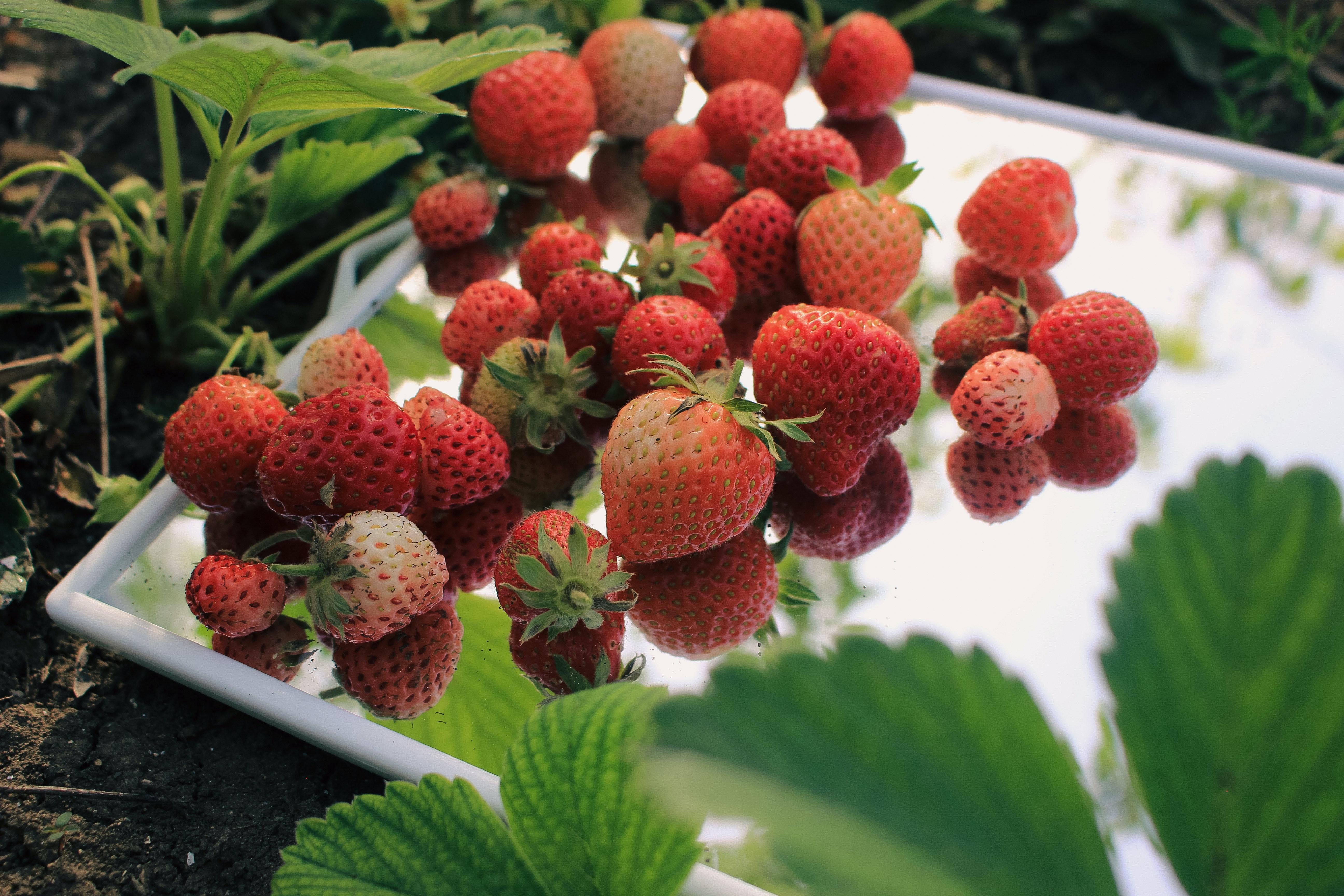 When To Plant Strawberries In Zone 5 