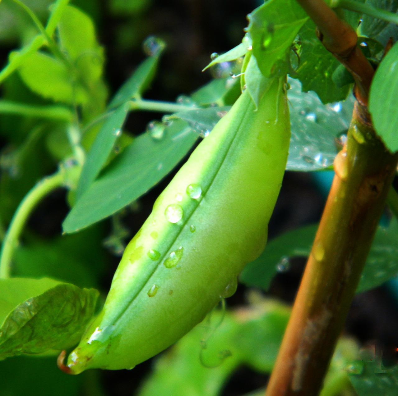  When To Plant Sugar Snap Peas In Zone 7 