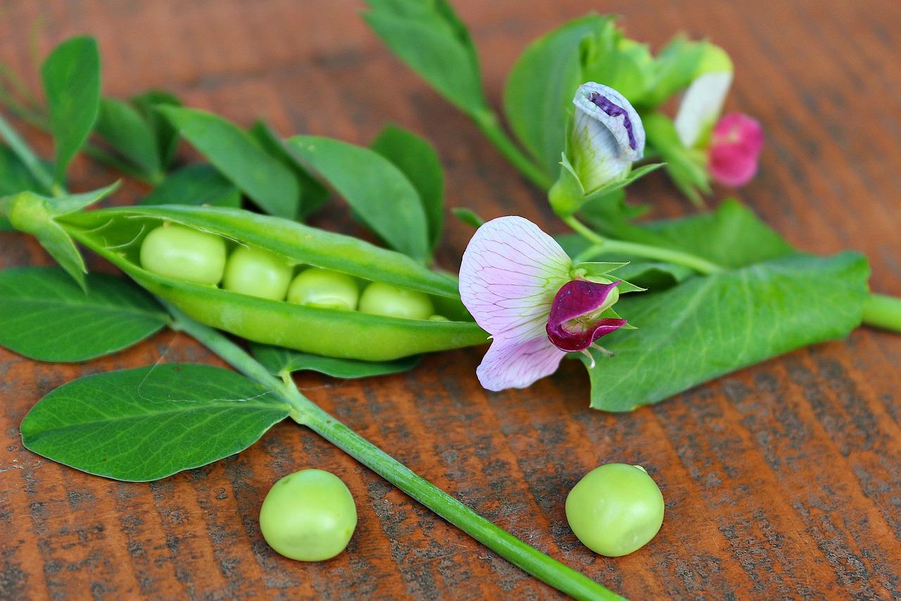  When To Plant Sugar Snap Peas In Zone 7 