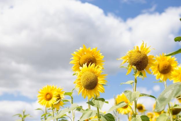  When To Plant Sunflower Seeds In Massachusetts 