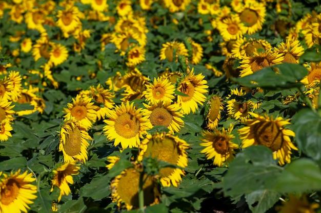  When To Plant Sunflower Seeds In Massachusetts 