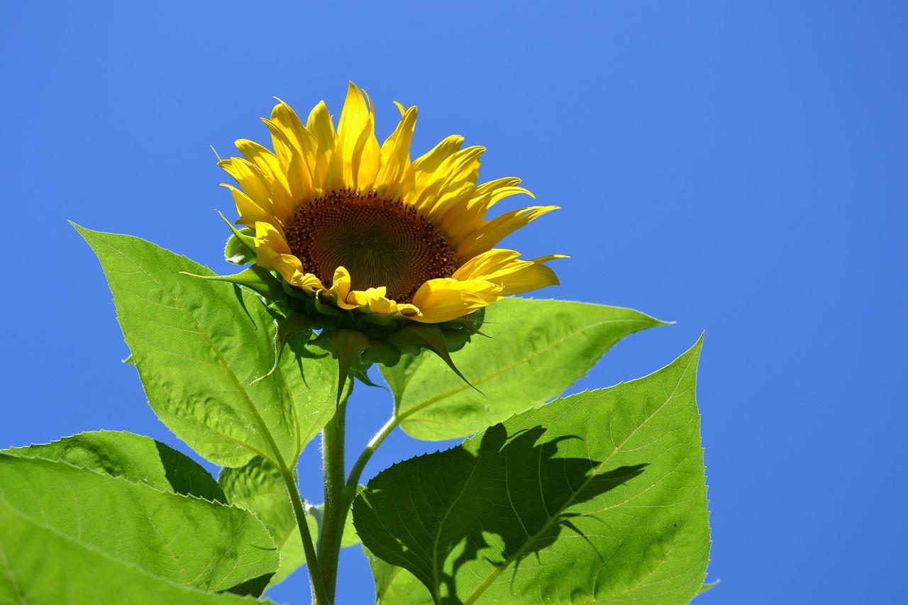  When To Plant Sunflowers In Maine 