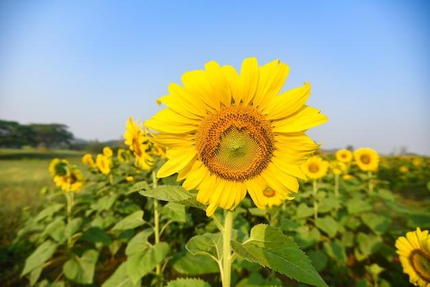 When To Plant Sunflowers In Maryland 