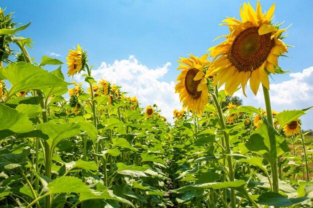  When To Plant Sunflowers In Mississippi 