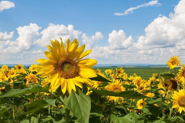 When To Plant Sunflowers In Pennsylvania 