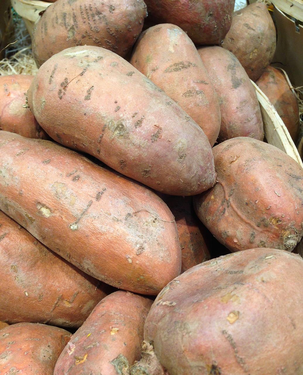 When To Plant Sweet Potatoes In Zone 8 