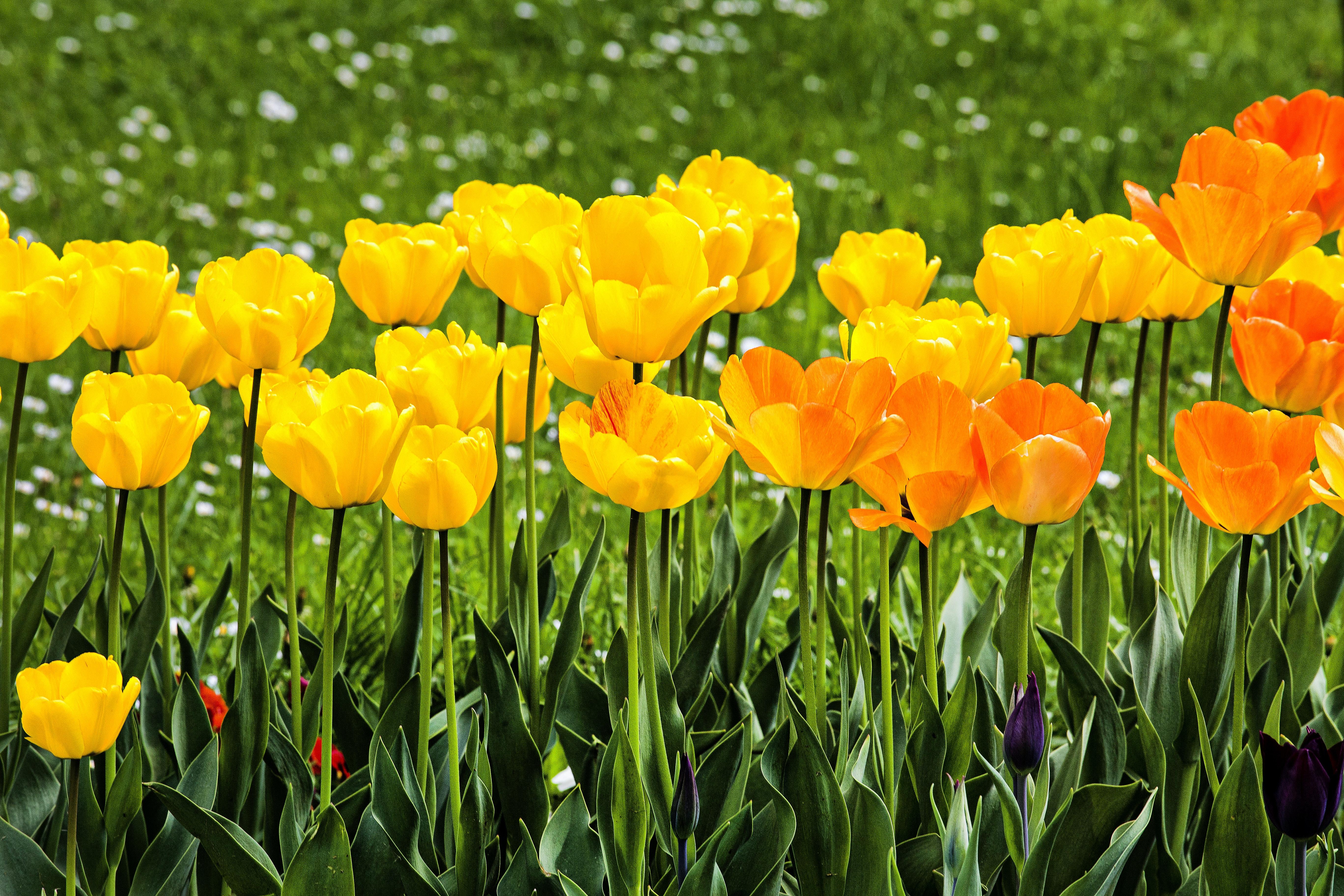 When To Plant Tulips In Alabama 