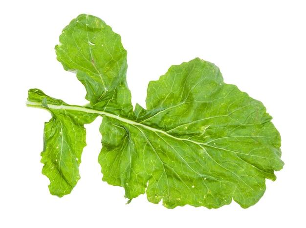  When To Plant Turnip Greens In Tennessee 