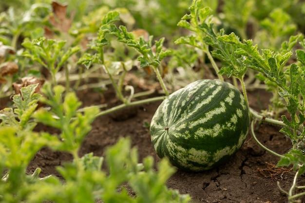 When To Plant Watermelon In Southern California 