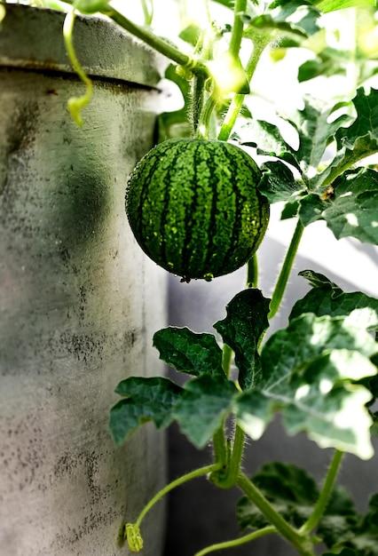 When To Plant Watermelon In Southern California 
