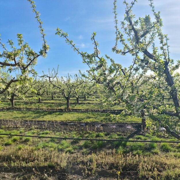  When To Prune Apple Trees In California 
