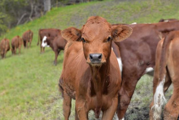  When To Put Bottle Calves On Pasture 