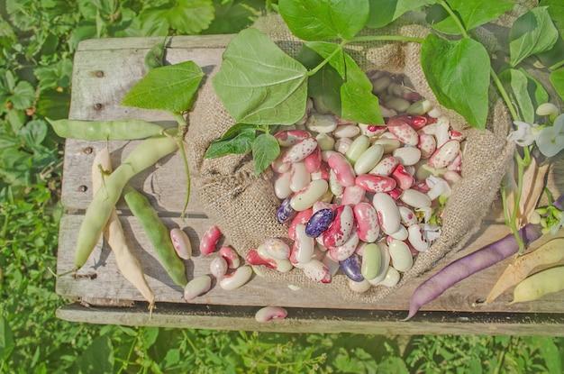  Where Do Pinto Beans Grow 