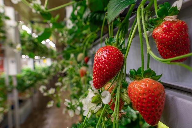 Where Do The Best Strawberries Come From 