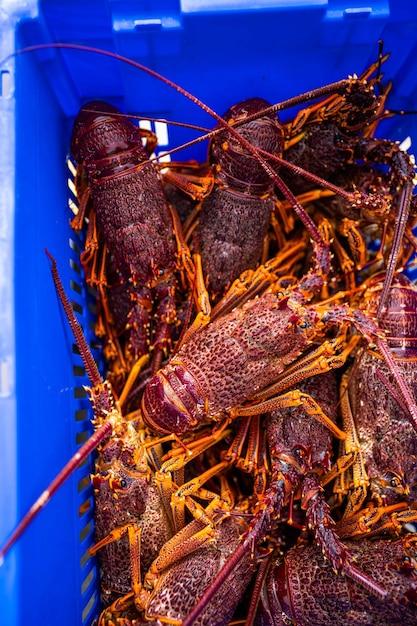  Where To Catch Crawfish In Southern California 