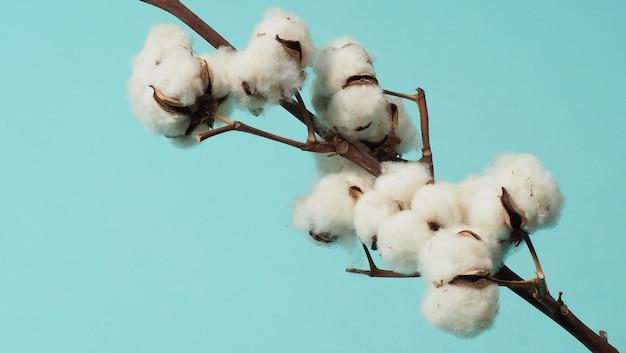  Why Are Cotton Balls Good Insulators 